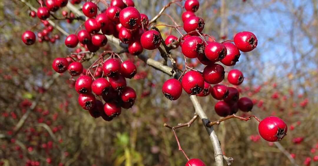 Śląski Ogród Botaniczny w Radzionkowie zachwyca jesiennymi barwami. Zaprasza do wizyt i na spacery edukacyjne