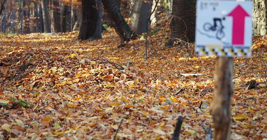 Temat Parku Repeckiego w Tarnowskich Górach powrócił, tym razem wśród radnych miejskich. Burmistrz zapowiada konsultacje