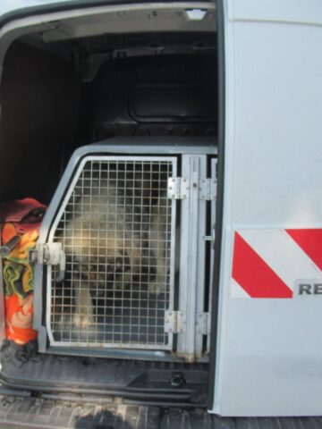 Agresywny pies w Tarnowskich Górach Agresywny pies w Tarnowskich Górach