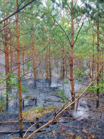 Pożar lasu w Tworogu Pożar lasu w Tworogu