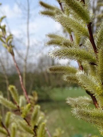 Śląski Ogród Botaniczny w Radzionkowie Śląski Ogród Botaniczny w Radzionkowie