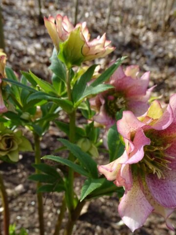 Slaski ogrod botaniczny radzionkow 26 Slaski ogrod botaniczny radzionkow 26