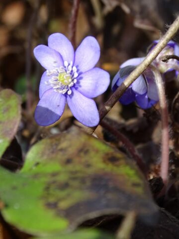 Śląski Ogród Botaniczny w Radzionkowie Śląski Ogród Botaniczny w Radzionkowie