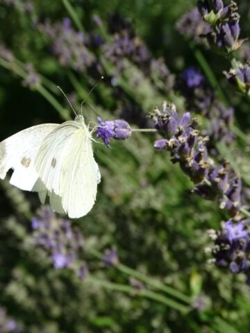 Lato w Śląskim Ogrodzie Botanicznym w Radzionkowie Lato w Śląskim Ogrodzie Botanicznym w Radzionkowie