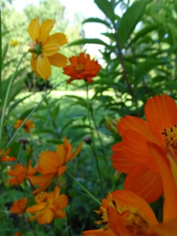 Lato w Śląskim Ogrodzie Botanicznym w Radzionkowie Lato w Śląskim Ogrodzie Botanicznym w Radzionkowie