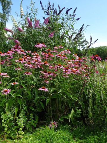 Lato w Śląskim Ogrodzie Botanicznym w Radzionkowie Lato w Śląskim Ogrodzie Botanicznym w Radzionkowie