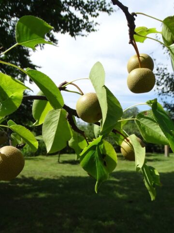 Lato w Śląskim Ogrodzie Botanicznym w Radzionkowie Lato w Śląskim Ogrodzie Botanicznym w Radzionkowie