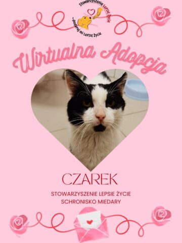 Walentynkowa edycja wirtualnej adopcji w Miedarach Walentynkowa edycja wirtualnej adopcji w Miedarach