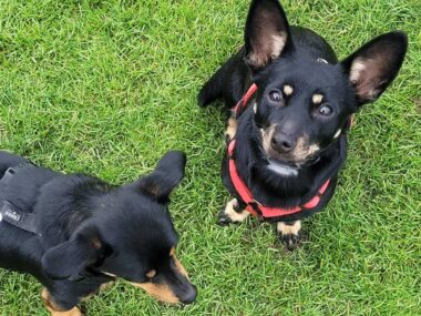 Piekarski Spacer Kundelka 2025 Piekarski Spacer Kundelka