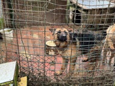 Policja odebrała kobiecie dwa brudne i zabiedzone psy Psy odebrane katowice panewniki 02