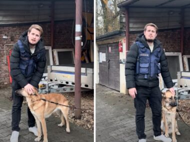 Urząd Gminy Świerklaniec szuka nowego domu dla czworonoga Swierklaniec porzucony pies