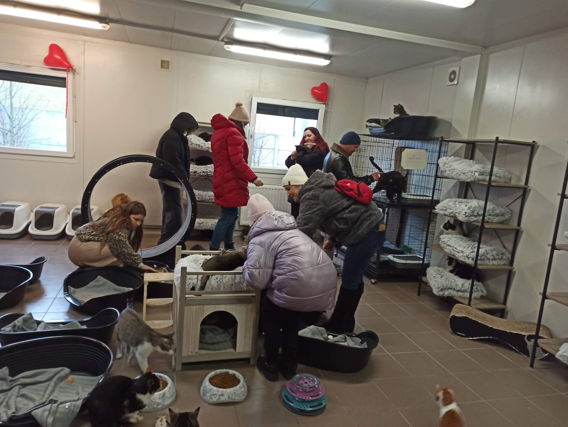 Walentynki w Azylu dla zwierząt "Cichy Kąt"