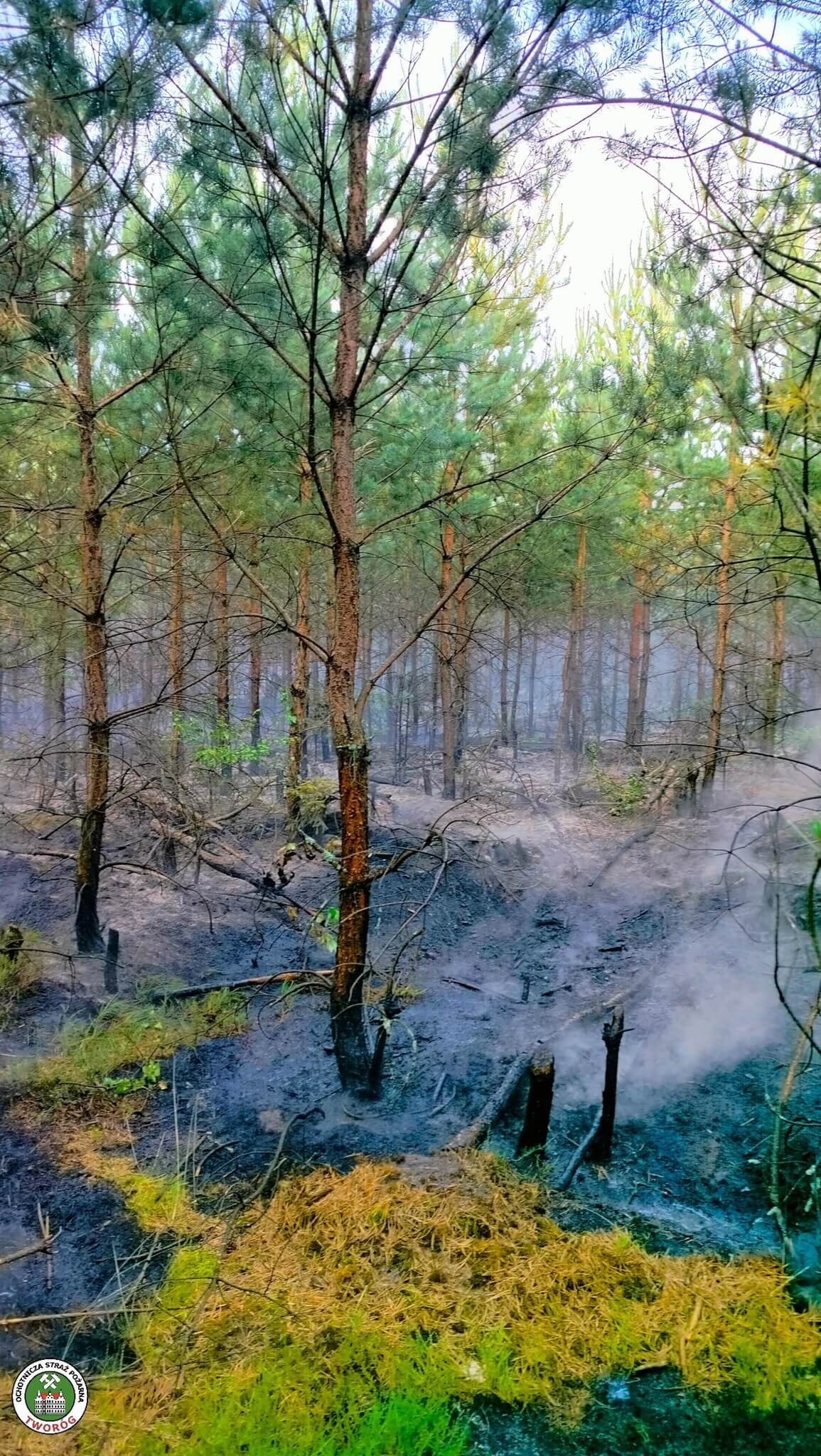 Pożar lasu w Tworogu
