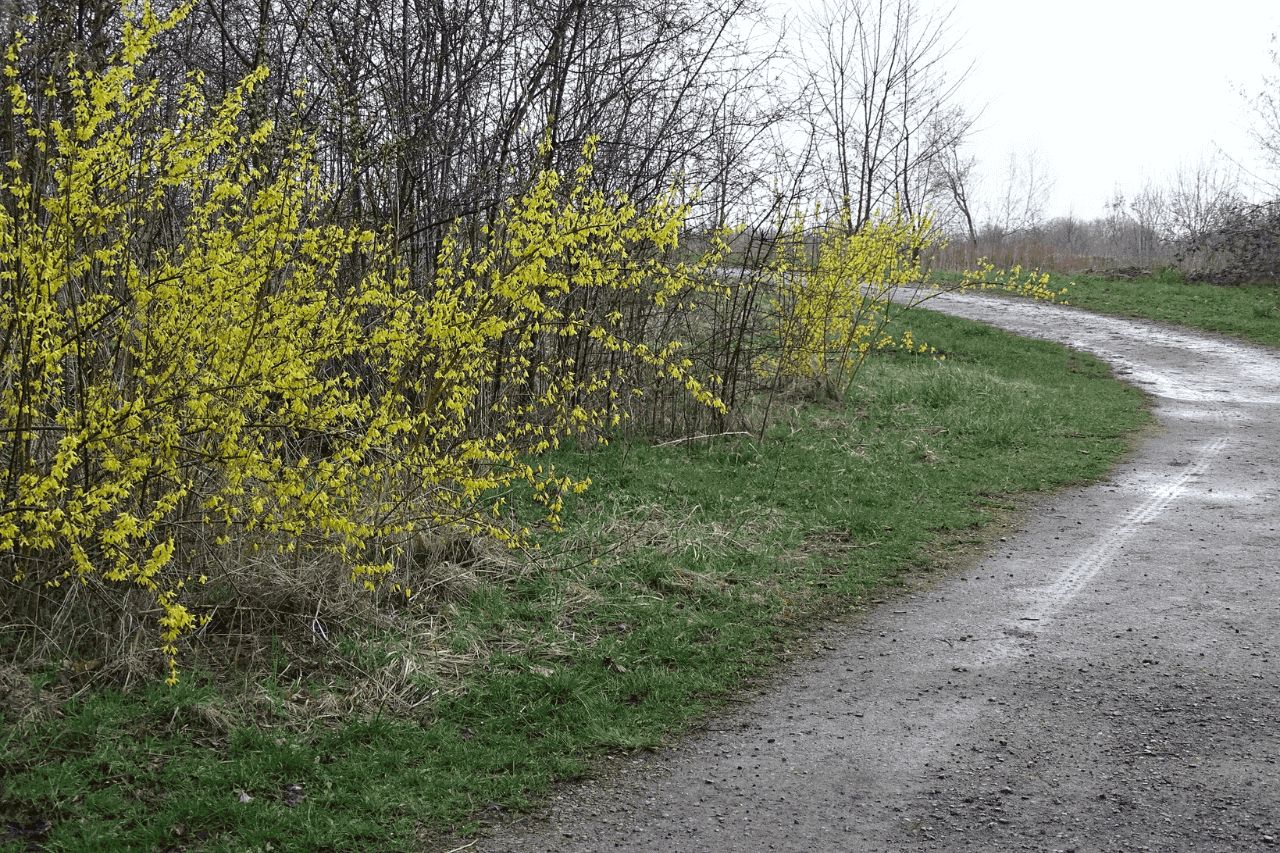 Śląski Ogród Botaniczny na wiosnę 2024