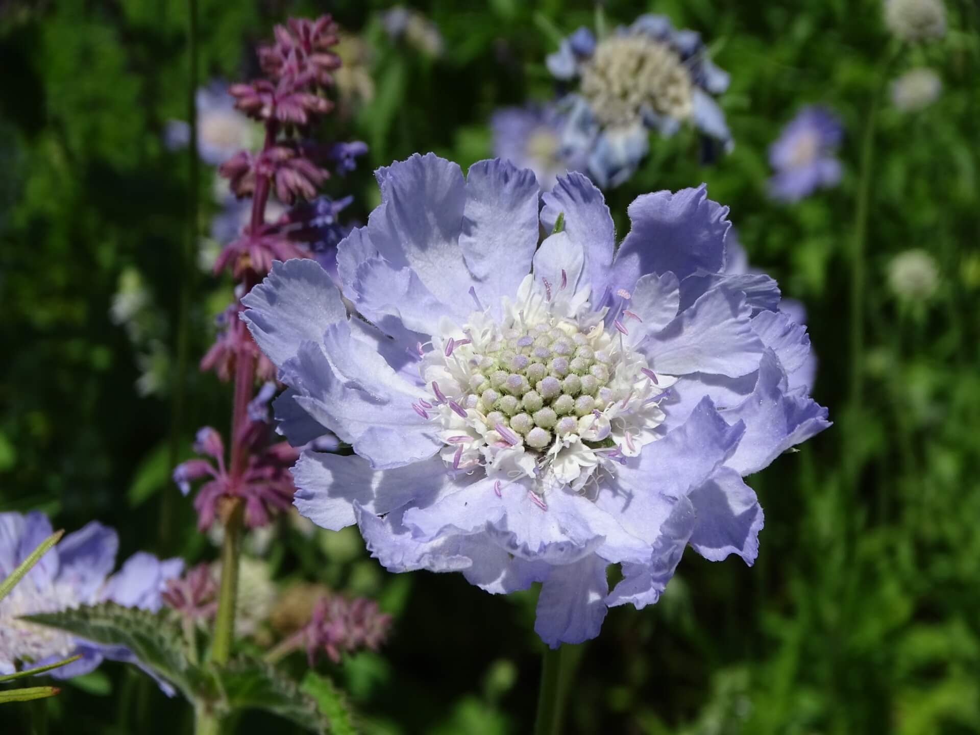Śląski Ogród Botaniczny w Radzionkowie