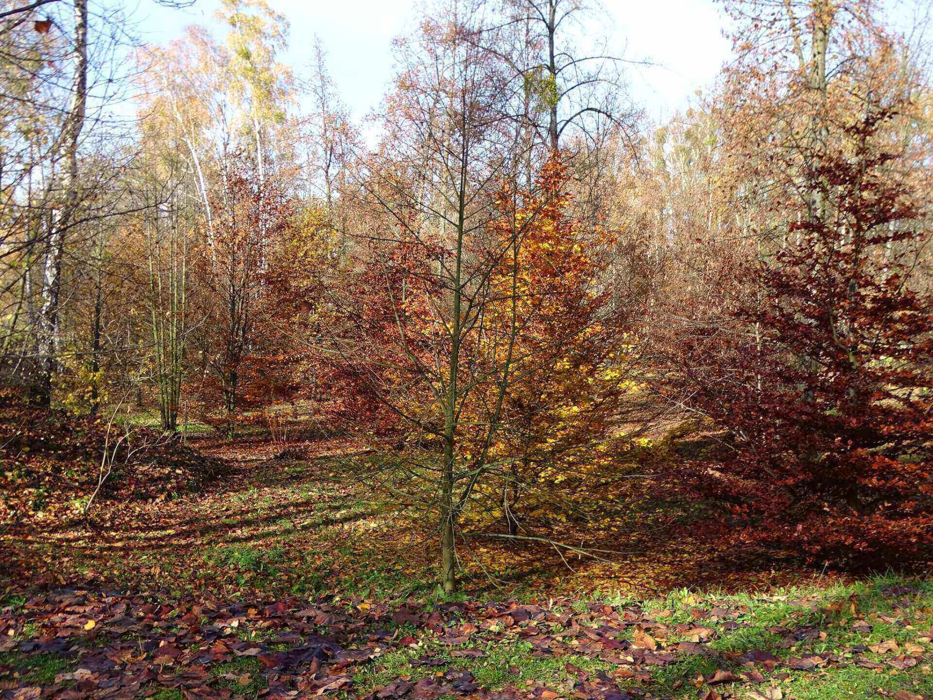 Śląski Ogród Botaniczny w Radzionkowie
