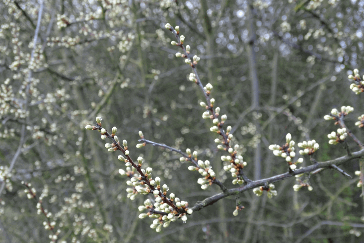 Śląski Ogród Botaniczny na wiosnę 2024