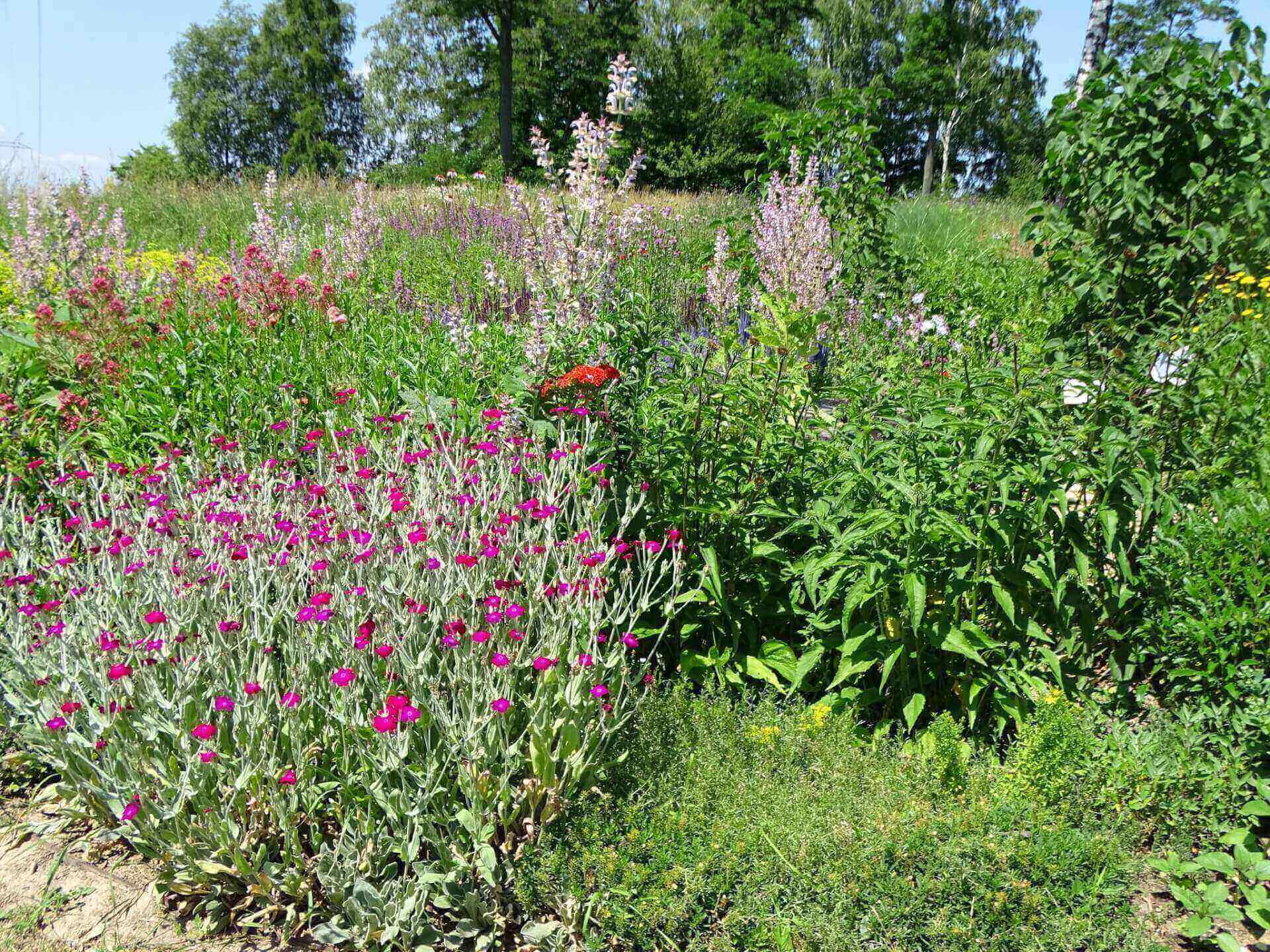 Śląski Ogród Botaniczny w Radzionkowie