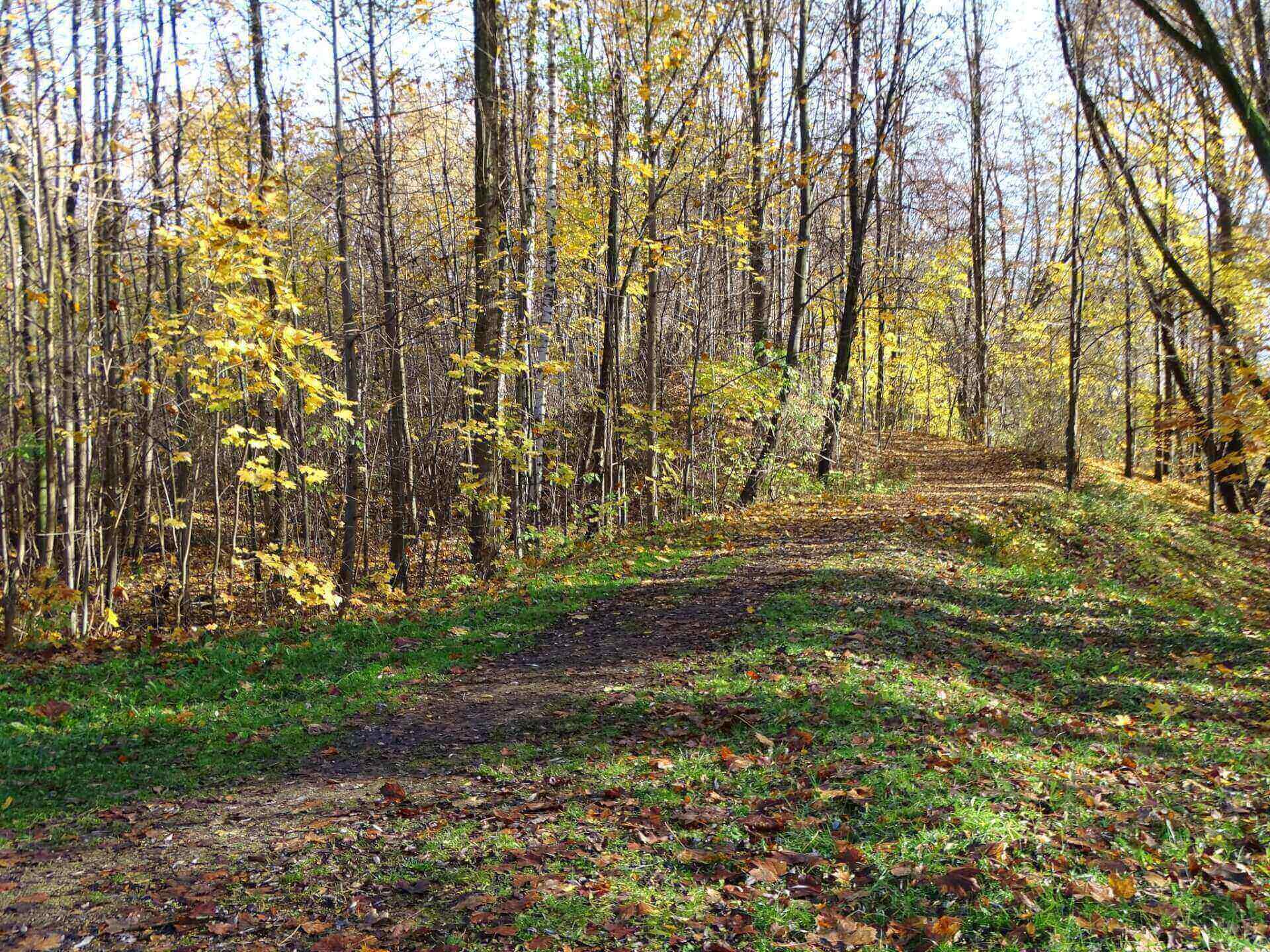 Śląski Ogród Botaniczny w Radzionkowie
