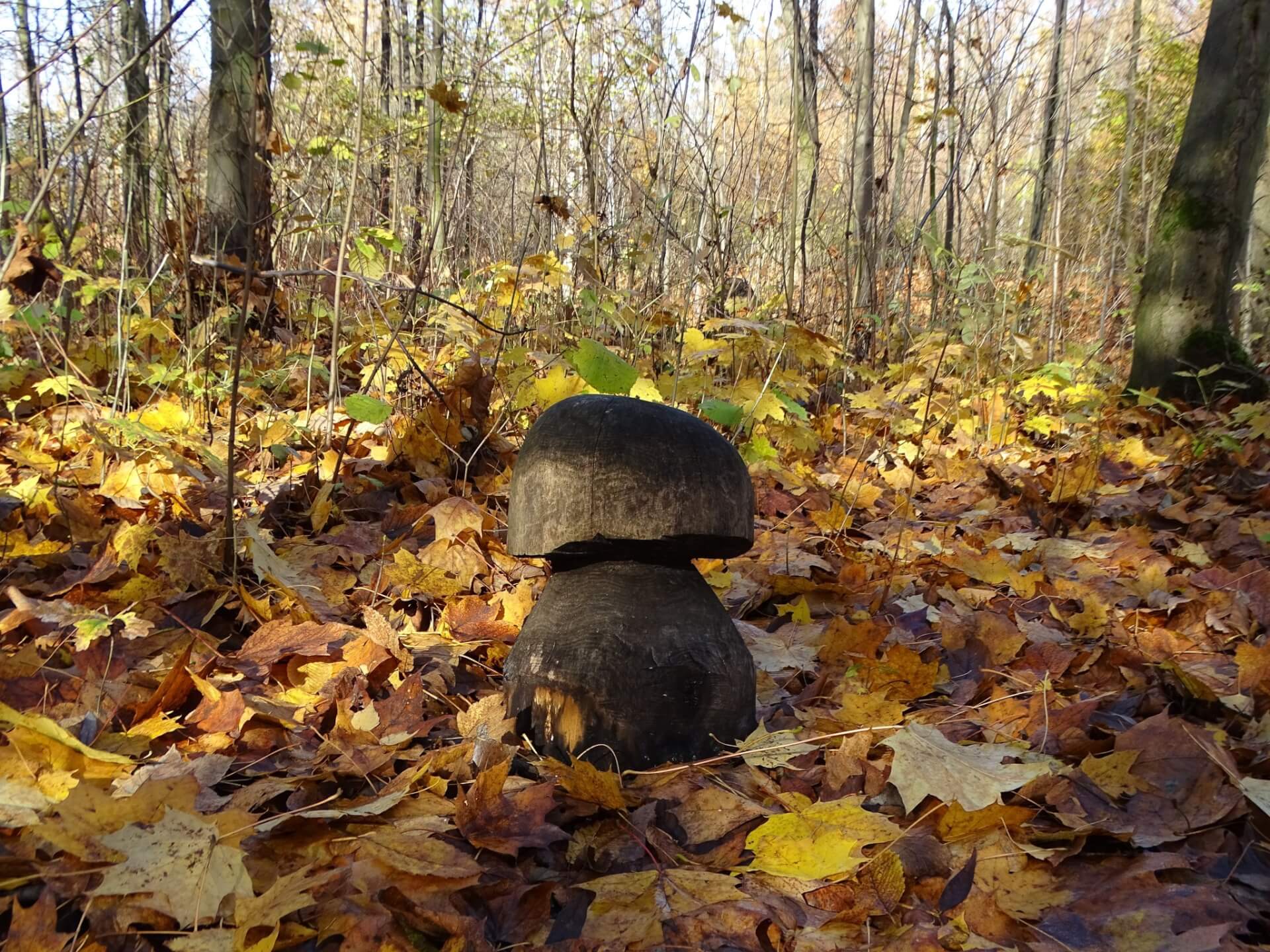 Śląski Ogród Botaniczny w Radzionkowie