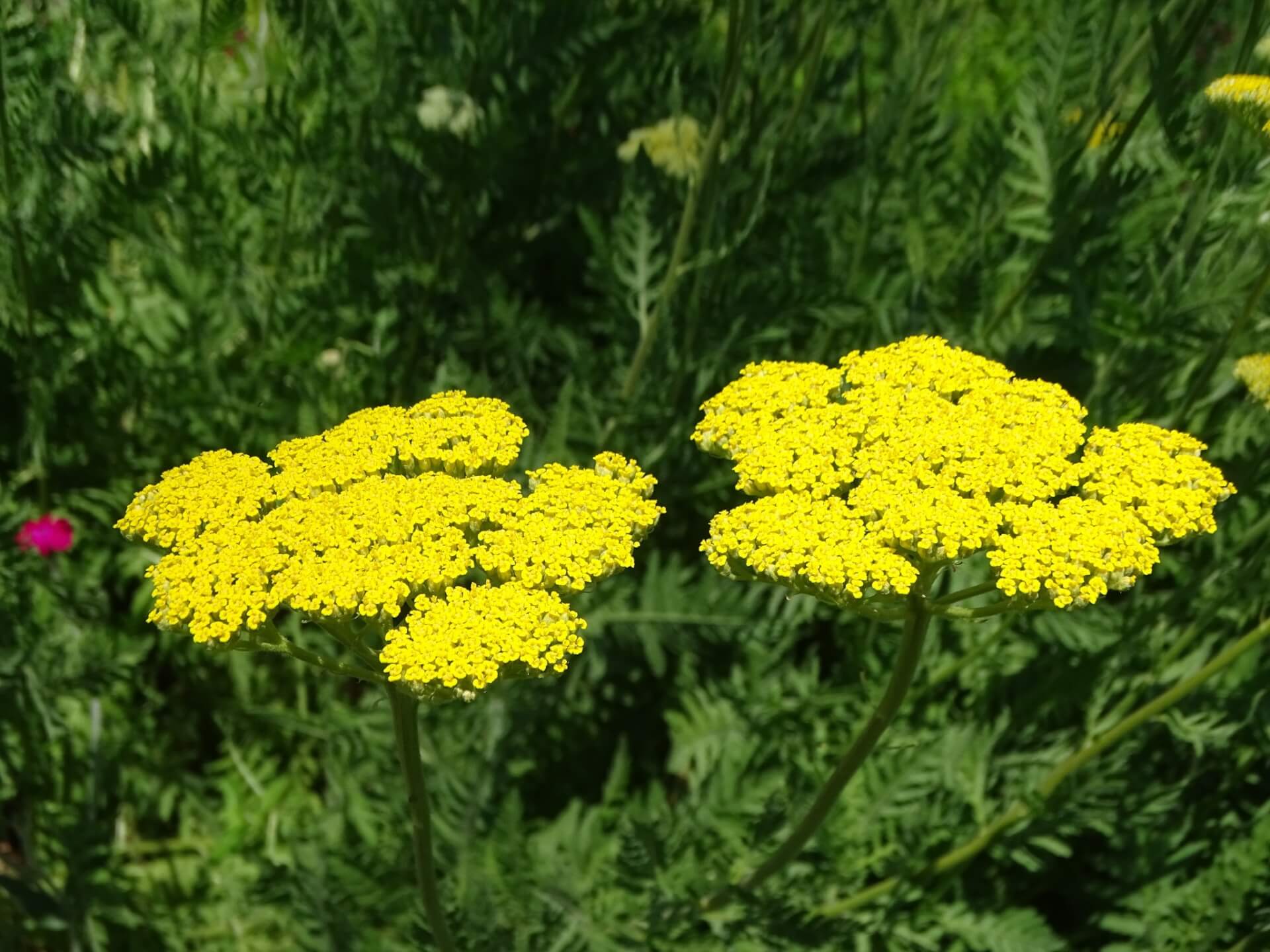 Śląski Ogród Botaniczny w Radzionkowie