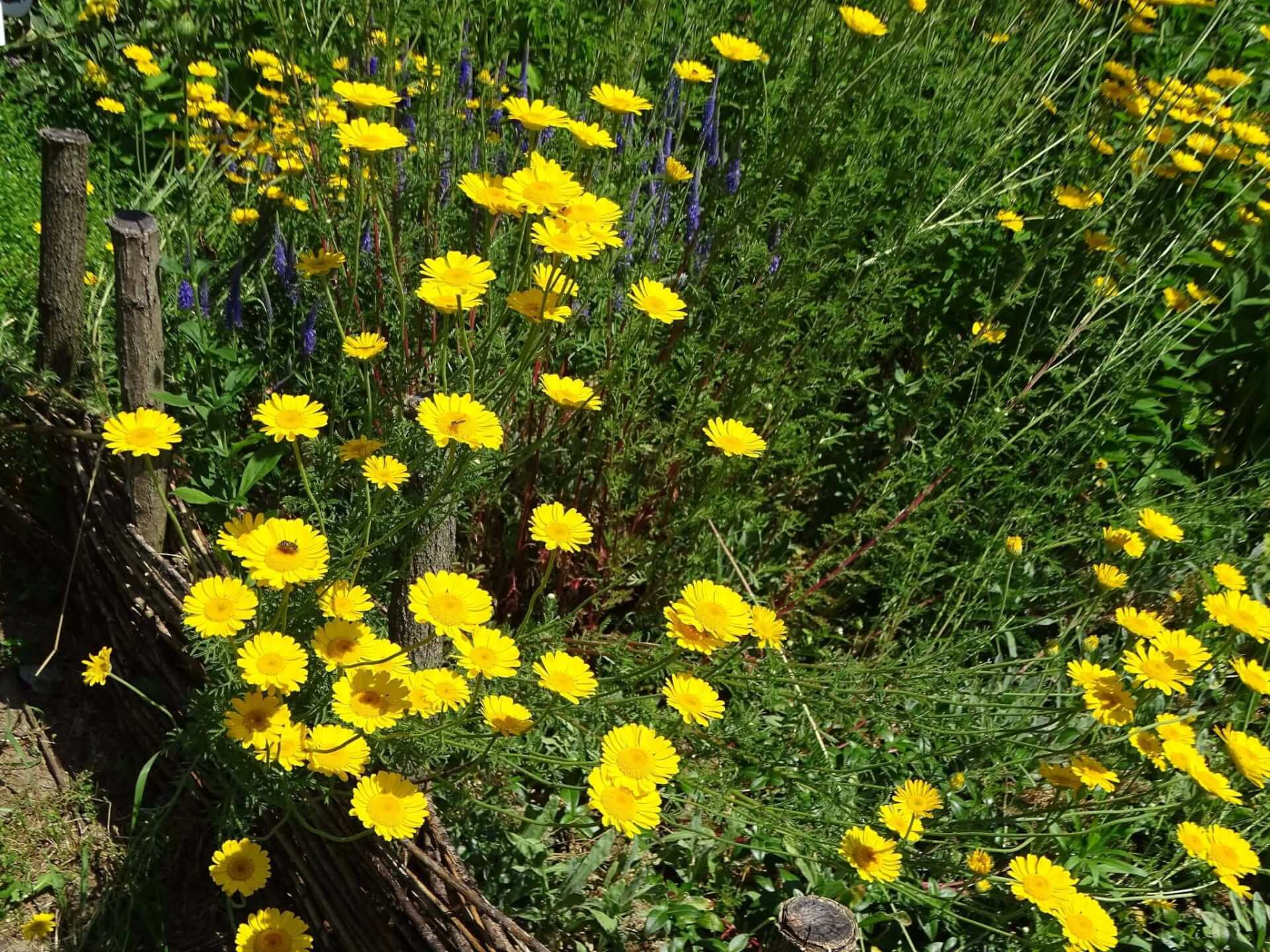 Śląski Ogród Botaniczny w Radzionkowie