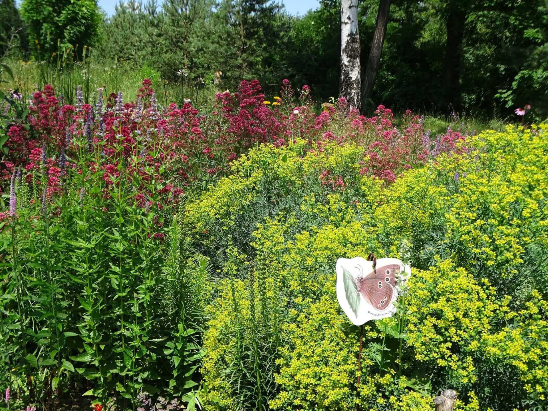 Śląski Ogród Botaniczny w Radzionkowie