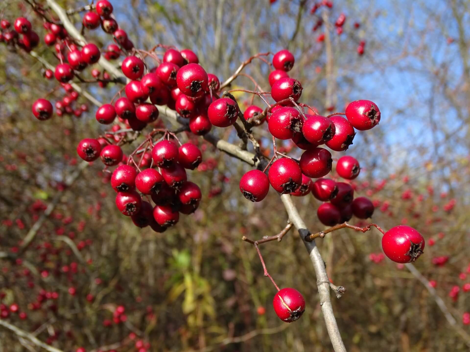 Śląski Ogród Botaniczny w Radzionkowie