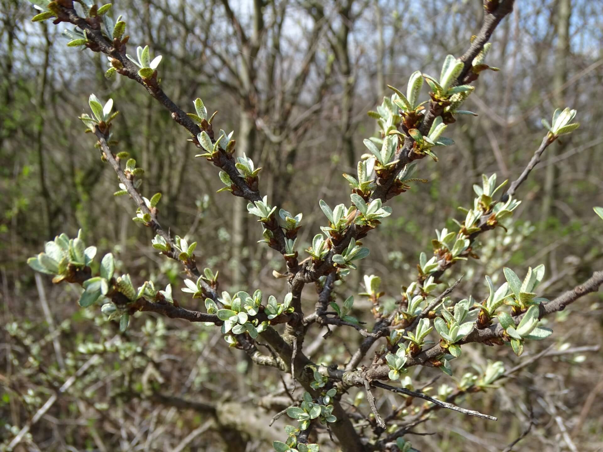 Slaski ogrod botaniczny radzionkow 19