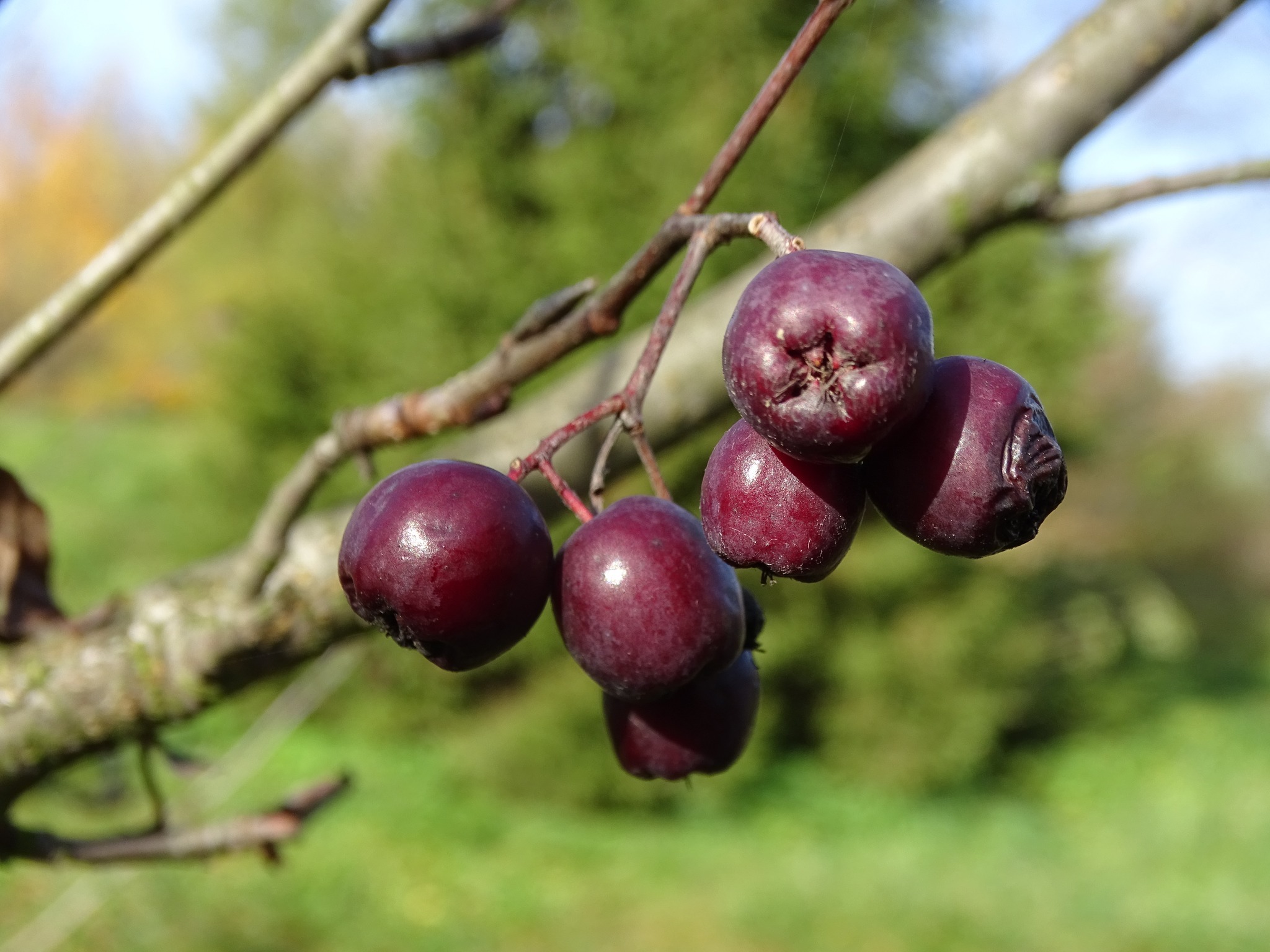 Śląski Ogród Botaniczny w Radzionkowie