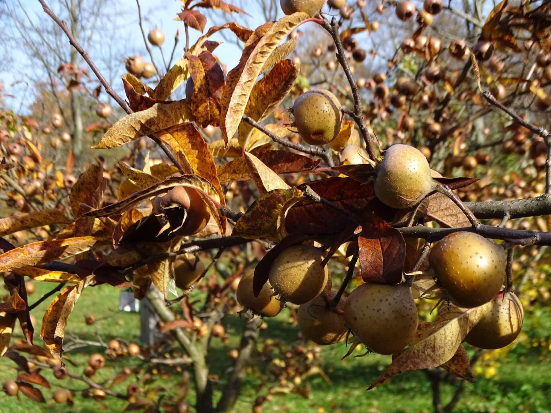Śląski Ogród Botaniczny w Radzionkowie