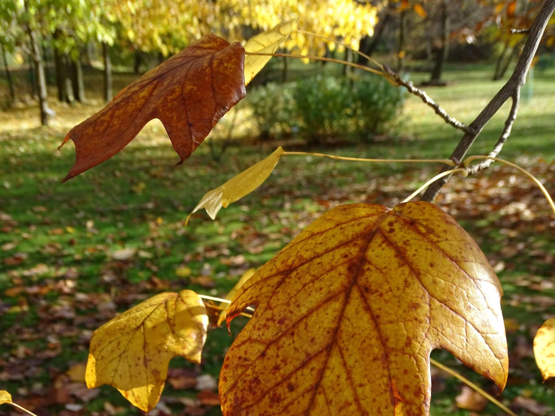 Śląski Ogród Botaniczny w Radzionkowie