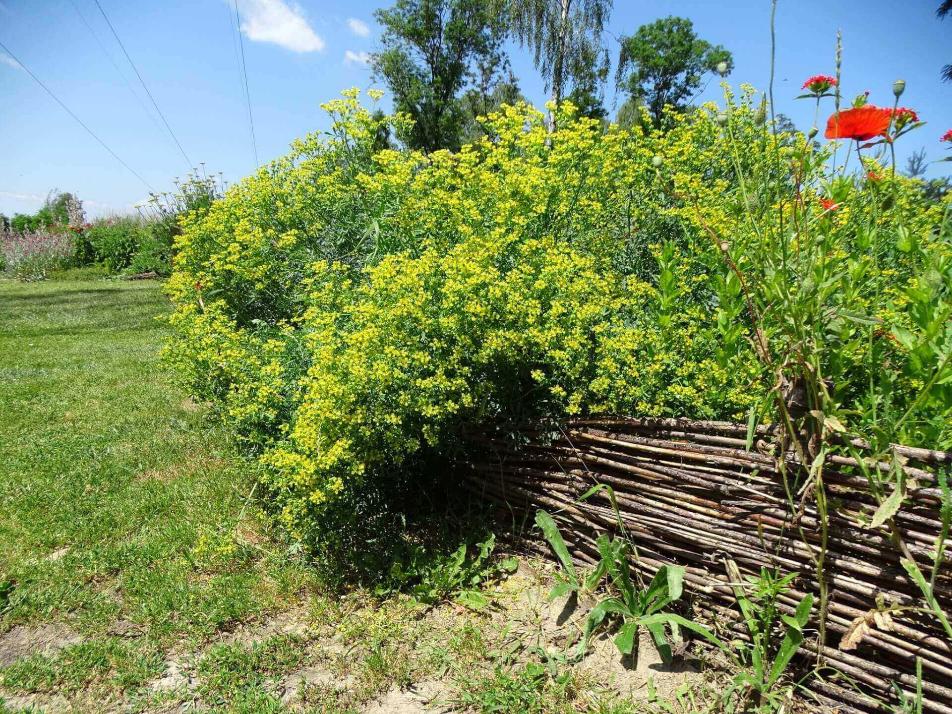 Śląski Ogród Botaniczny w Radzionkowie