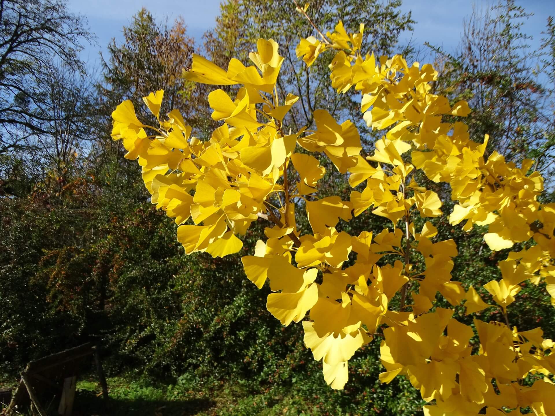 Śląski Ogród Botaniczny w Radzionkowie