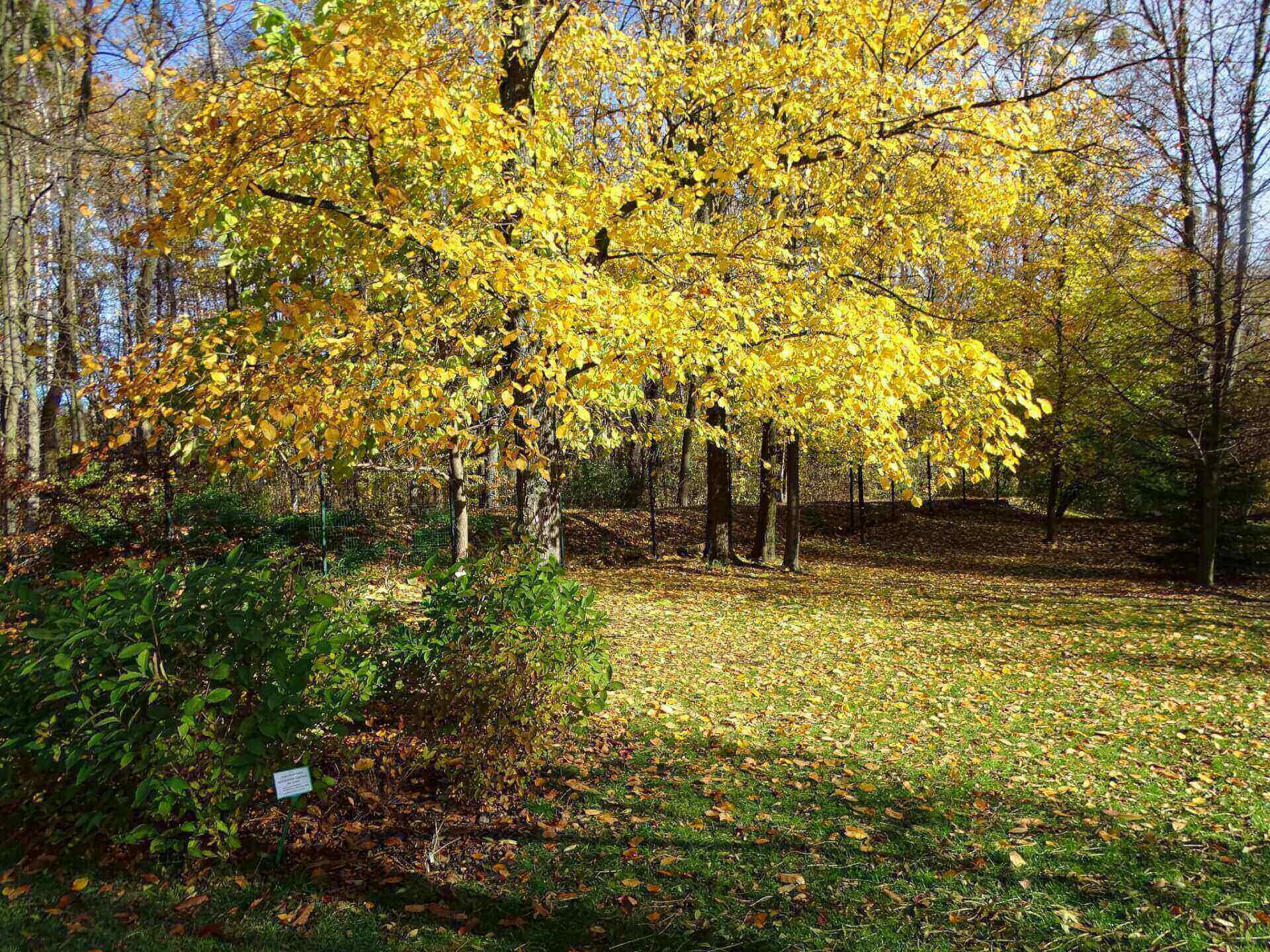 Śląski Ogród Botaniczny w Radzionkowie
