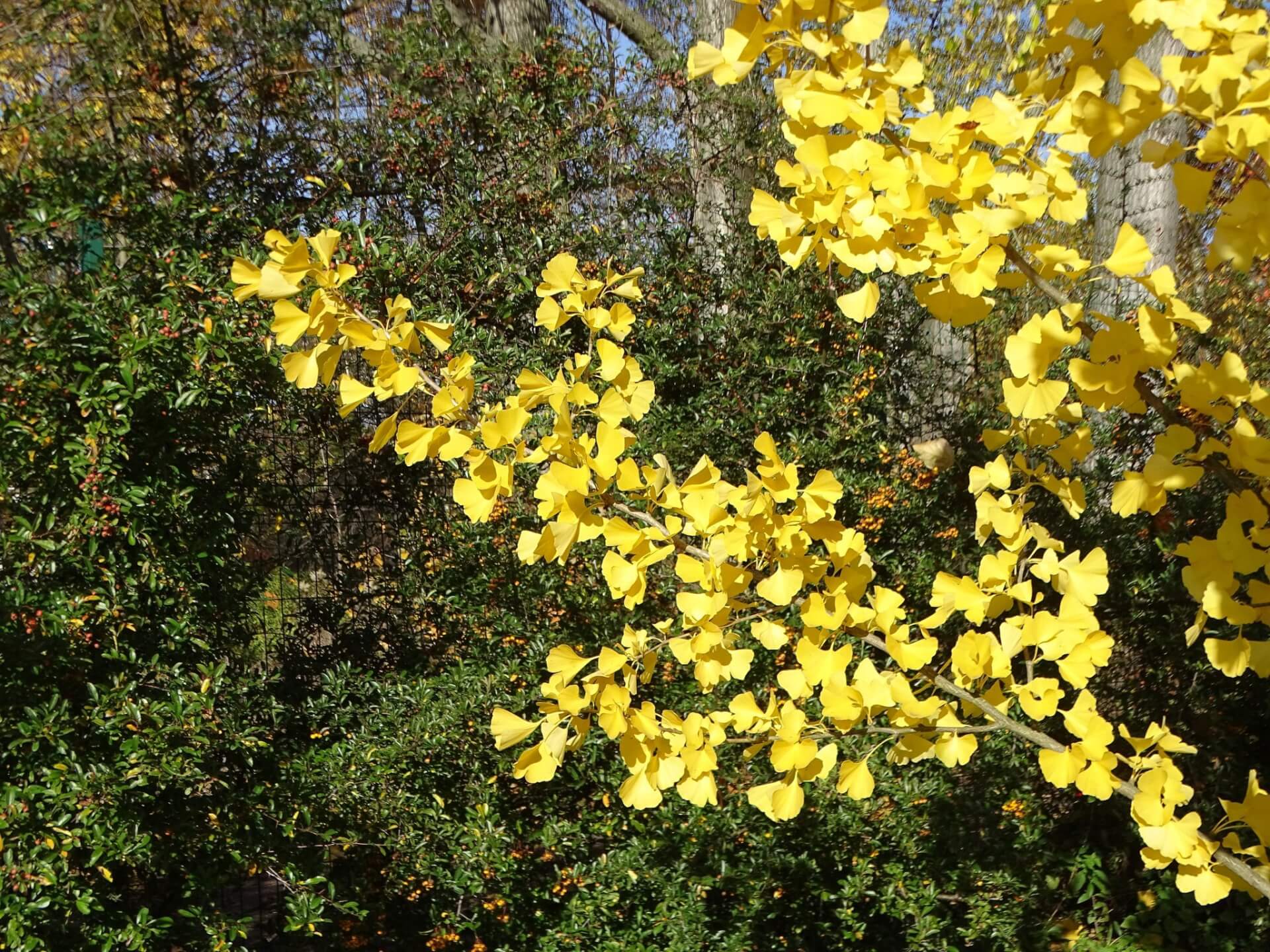 Śląski Ogród Botaniczny w Radzionkowie
