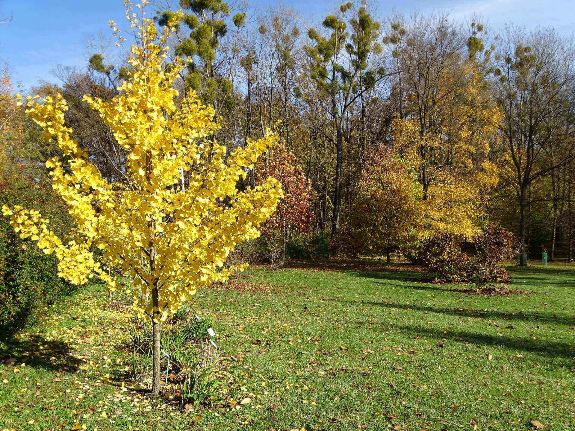 Śląski Ogród Botaniczny w Radzionkowie