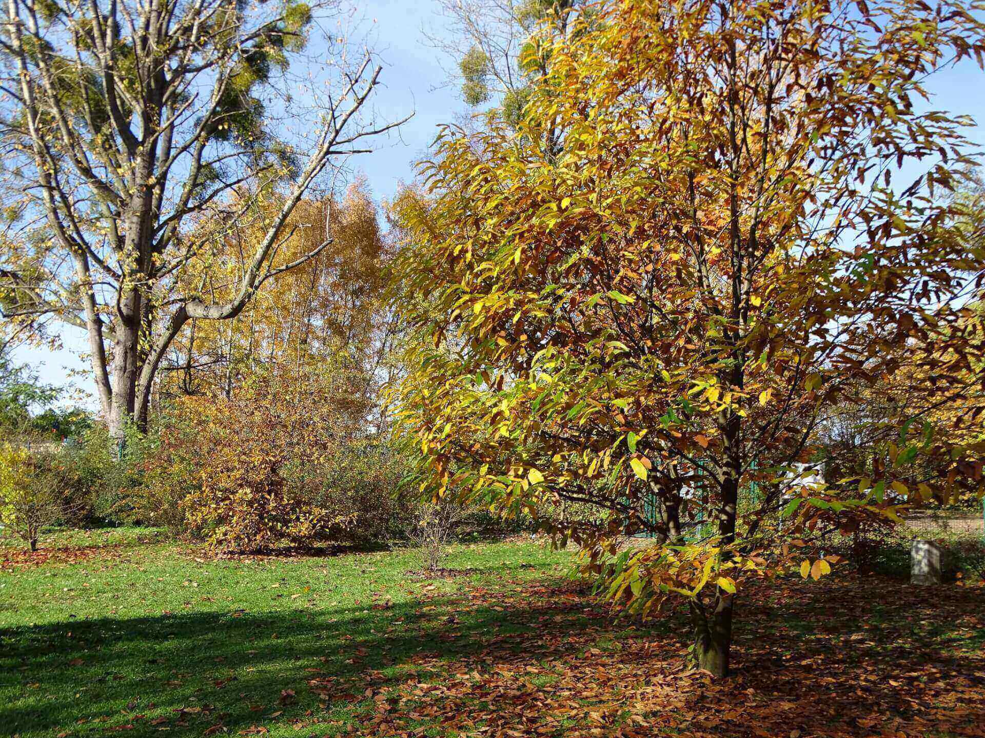 Śląski Ogród Botaniczny w Radzionkowie
