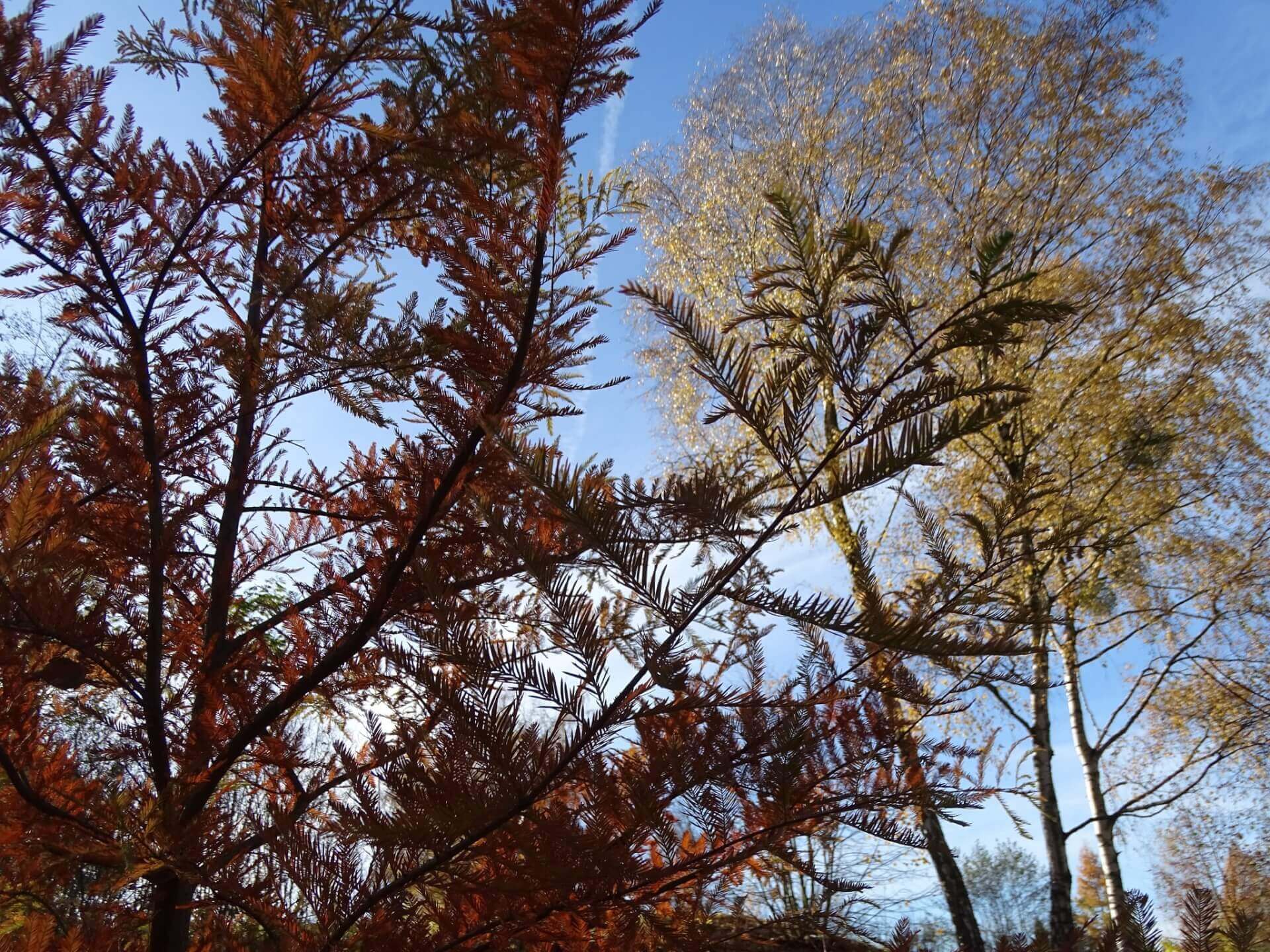 Śląski Ogród Botaniczny w Radzionkowie