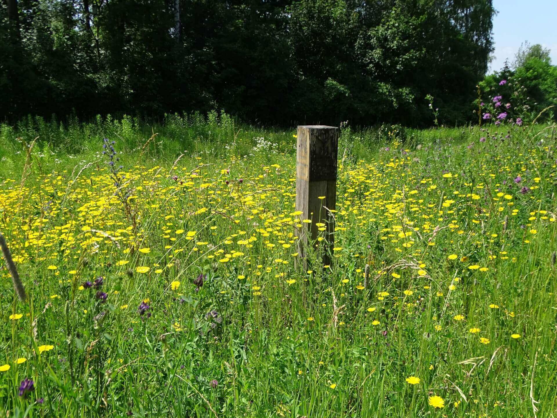 Śląski Ogród Botaniczny w Radzionkowie