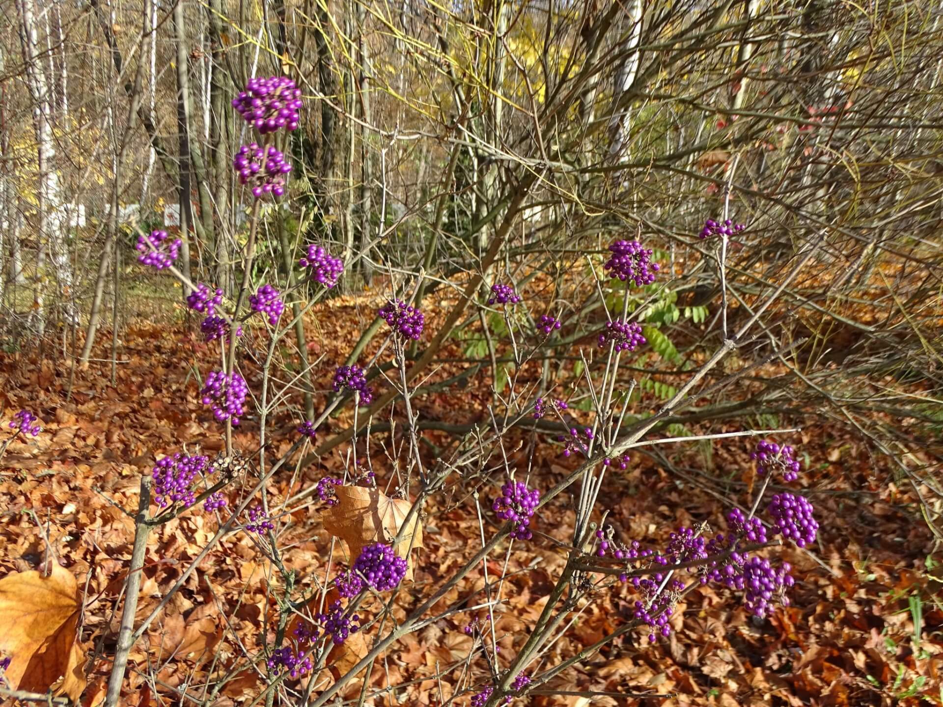 Śląski Ogród Botaniczny w Radzionkowie