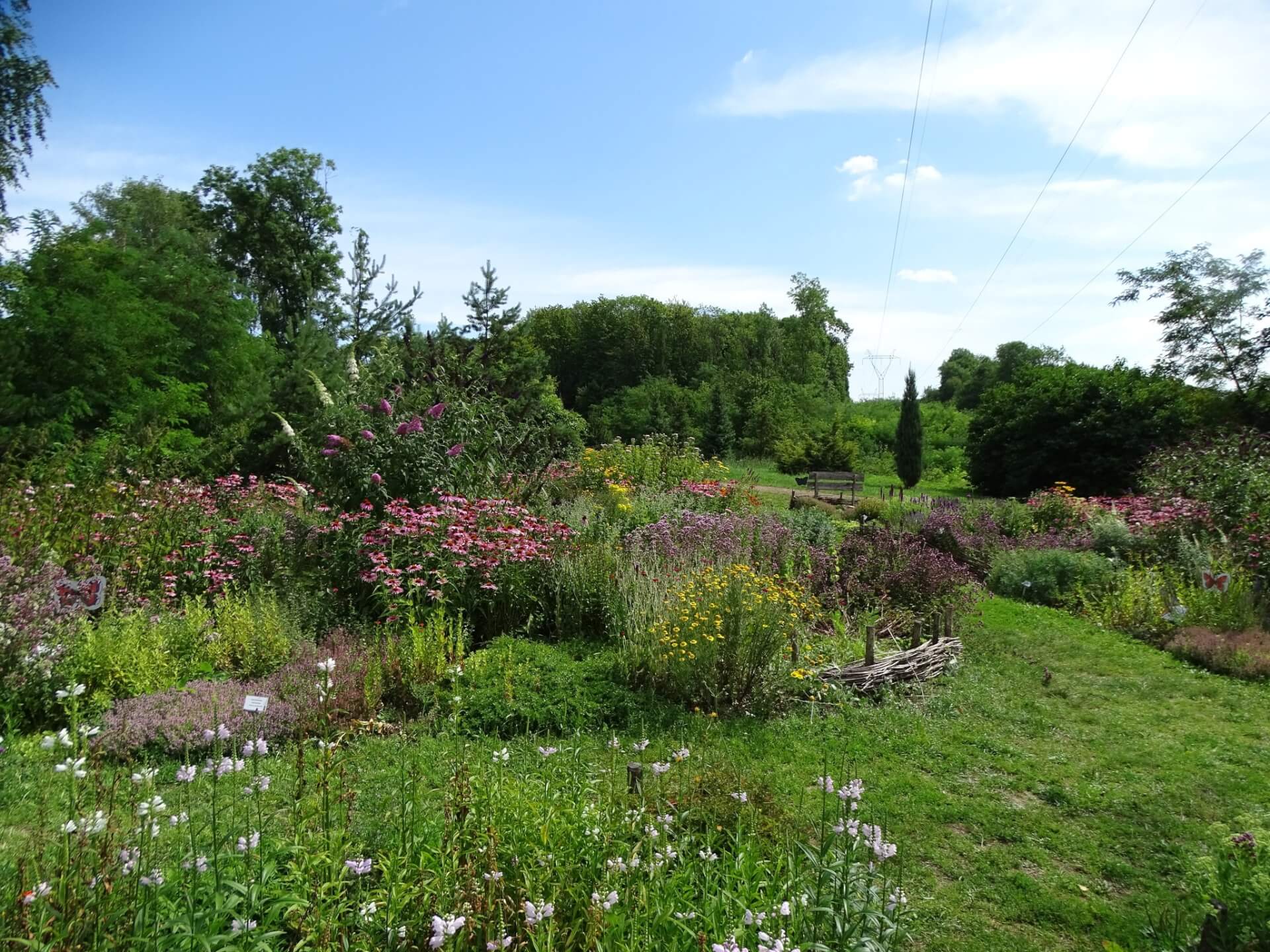 Lato w Śląskim Ogrodzie Botanicznym w Radzionkowie