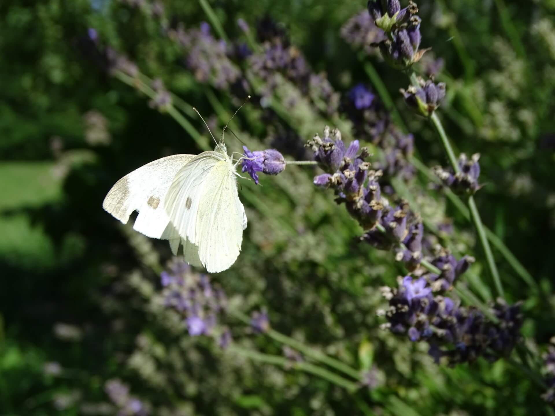 Lato w Śląskim Ogrodzie Botanicznym w Radzionkowie