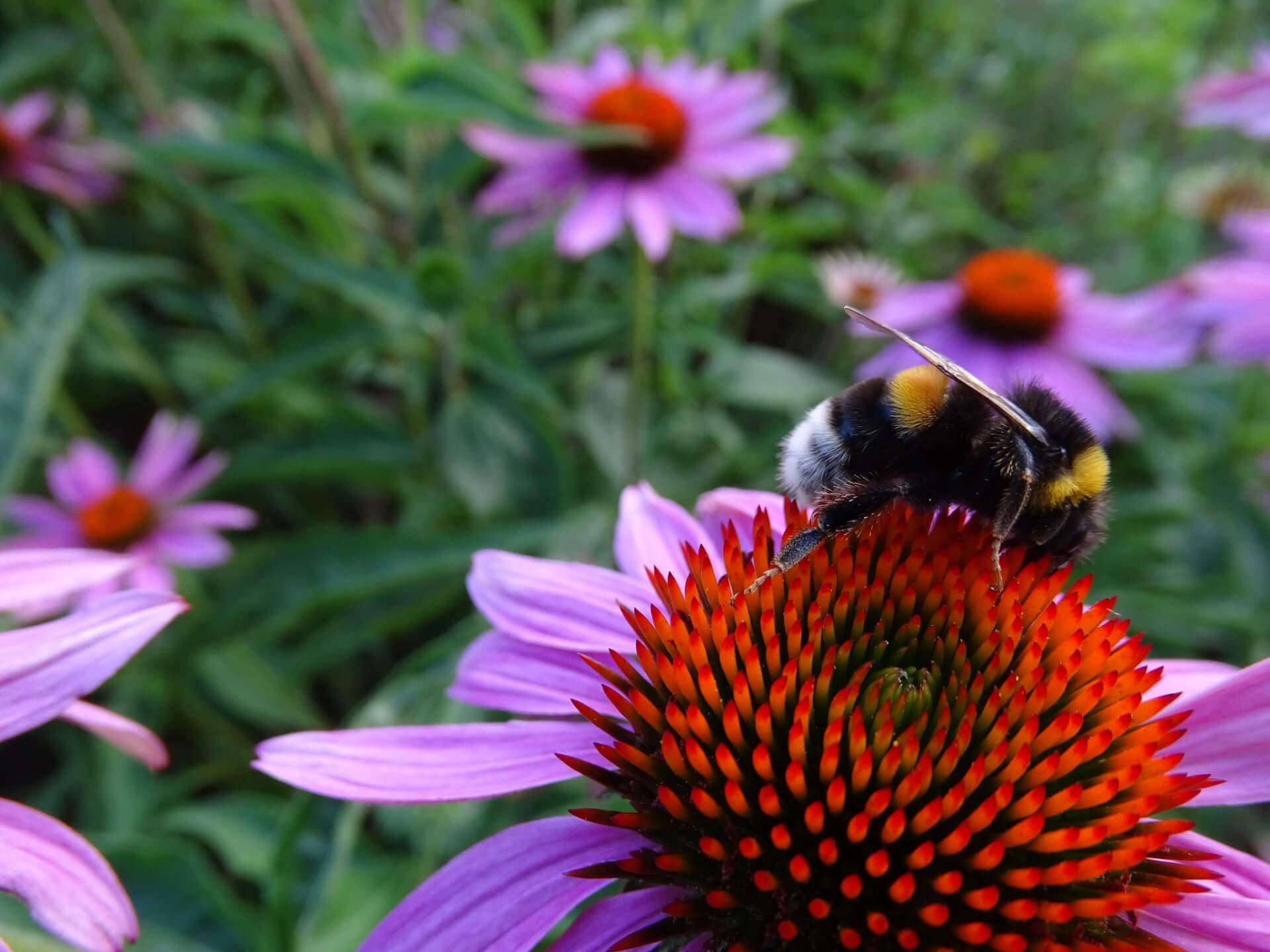 Lato w Śląskim Ogrodzie Botanicznym w Radzionkowie