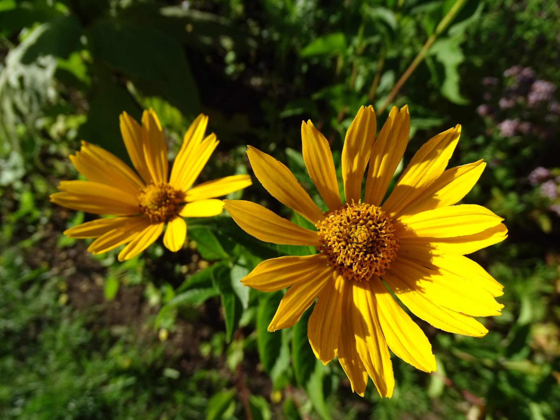 Lato w Śląskim Ogrodzie Botanicznym w Radzionkowie