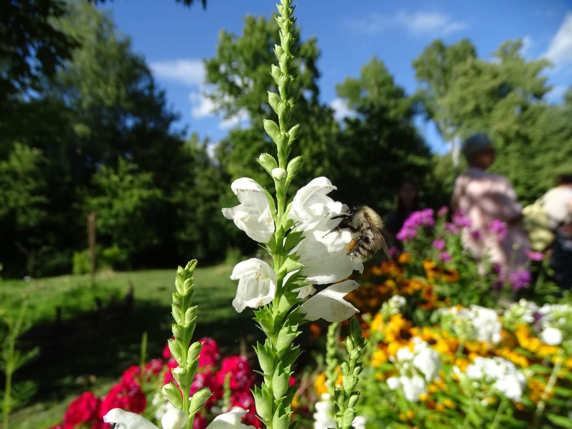 Lato w Śląskim Ogrodzie Botanicznym w Radzionkowie
