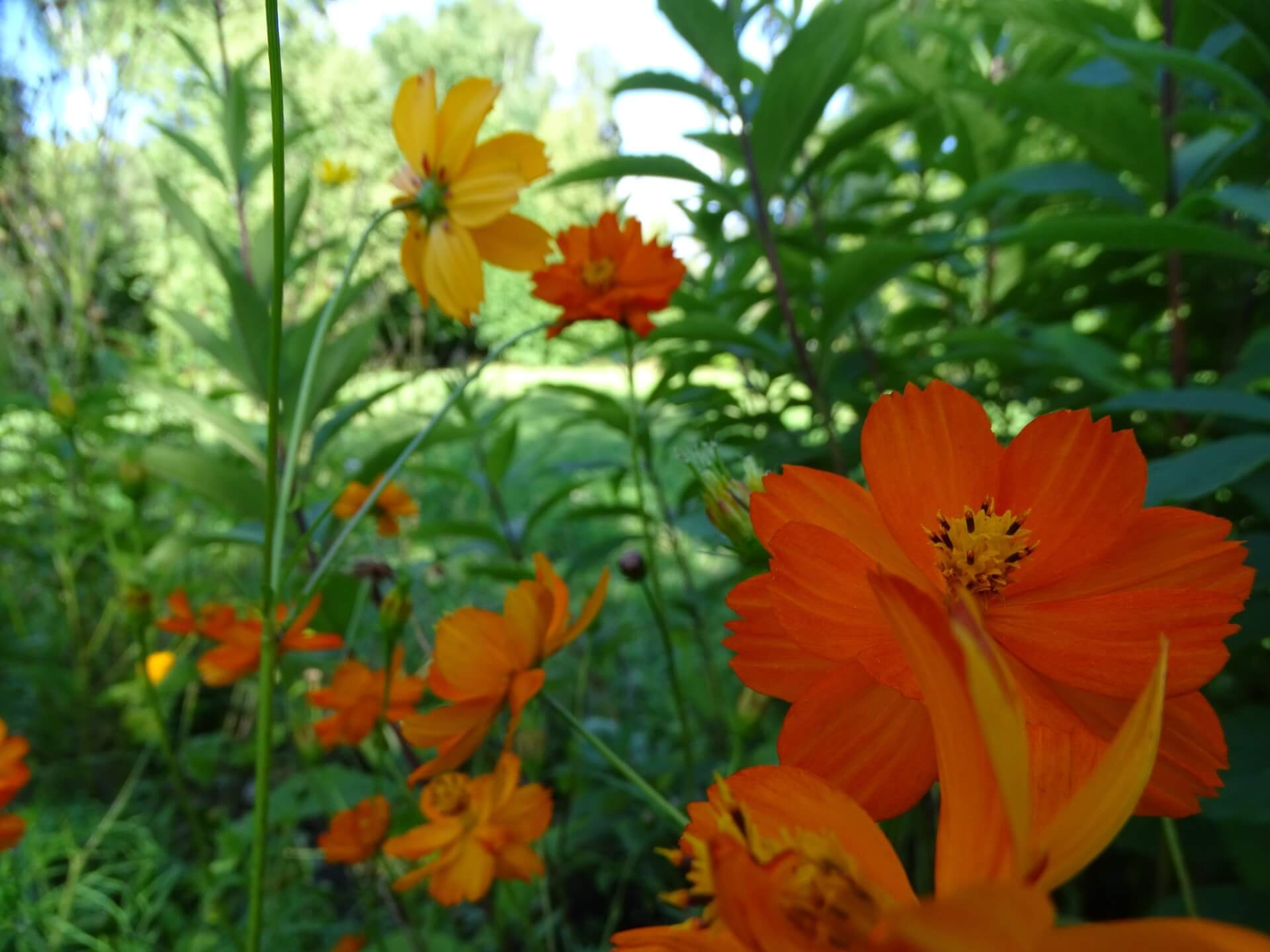 Lato w Śląskim Ogrodzie Botanicznym w Radzionkowie