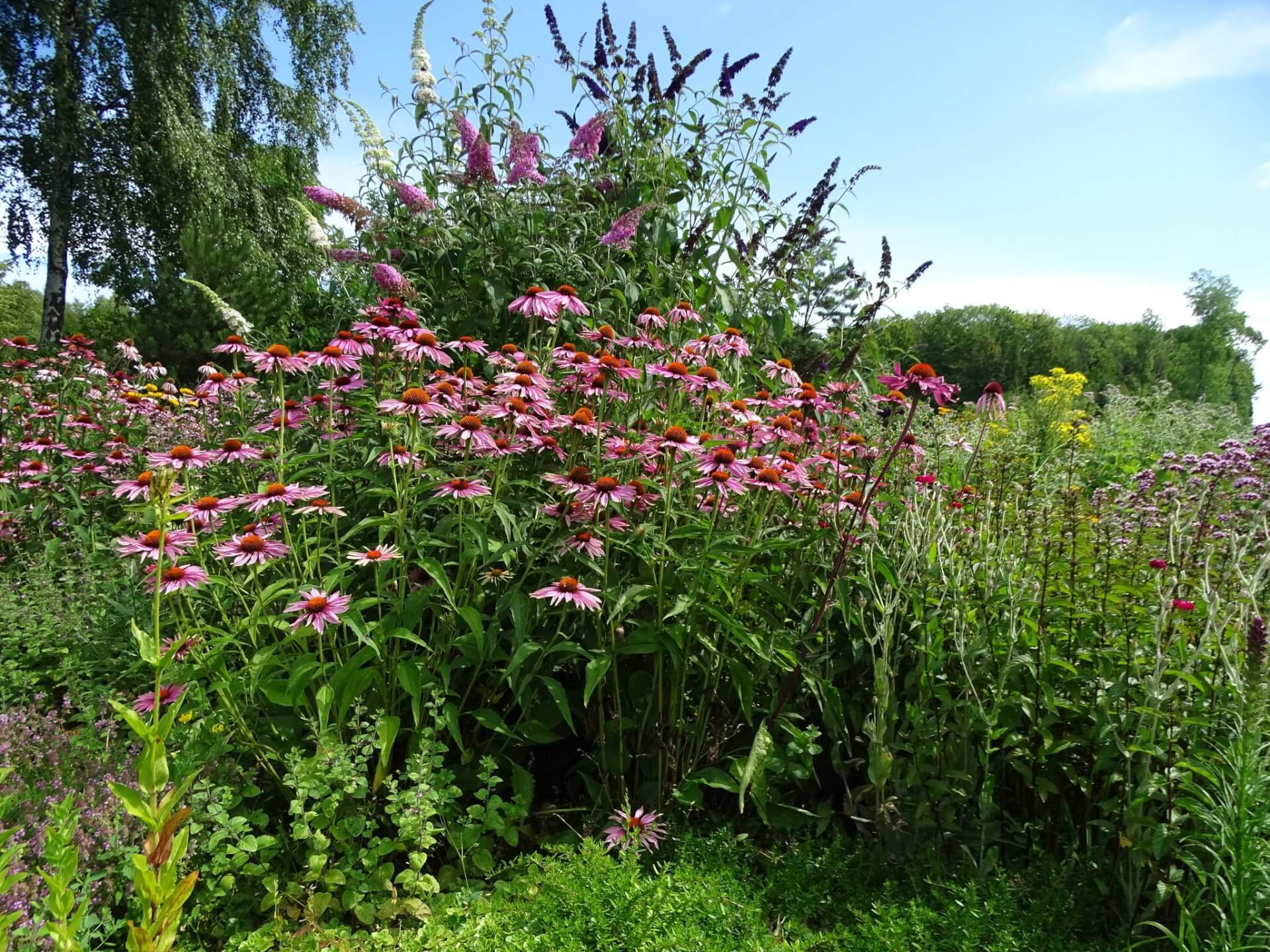 Lato w Śląskim Ogrodzie Botanicznym w Radzionkowie
