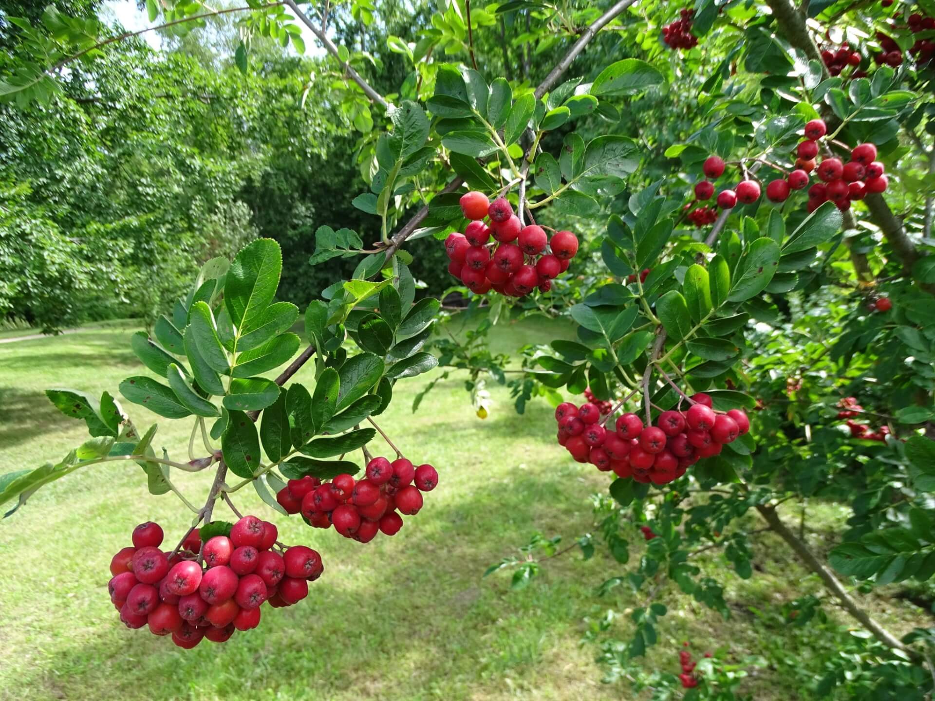 Lato w Śląskim Ogrodzie Botanicznym w Radzionkowie