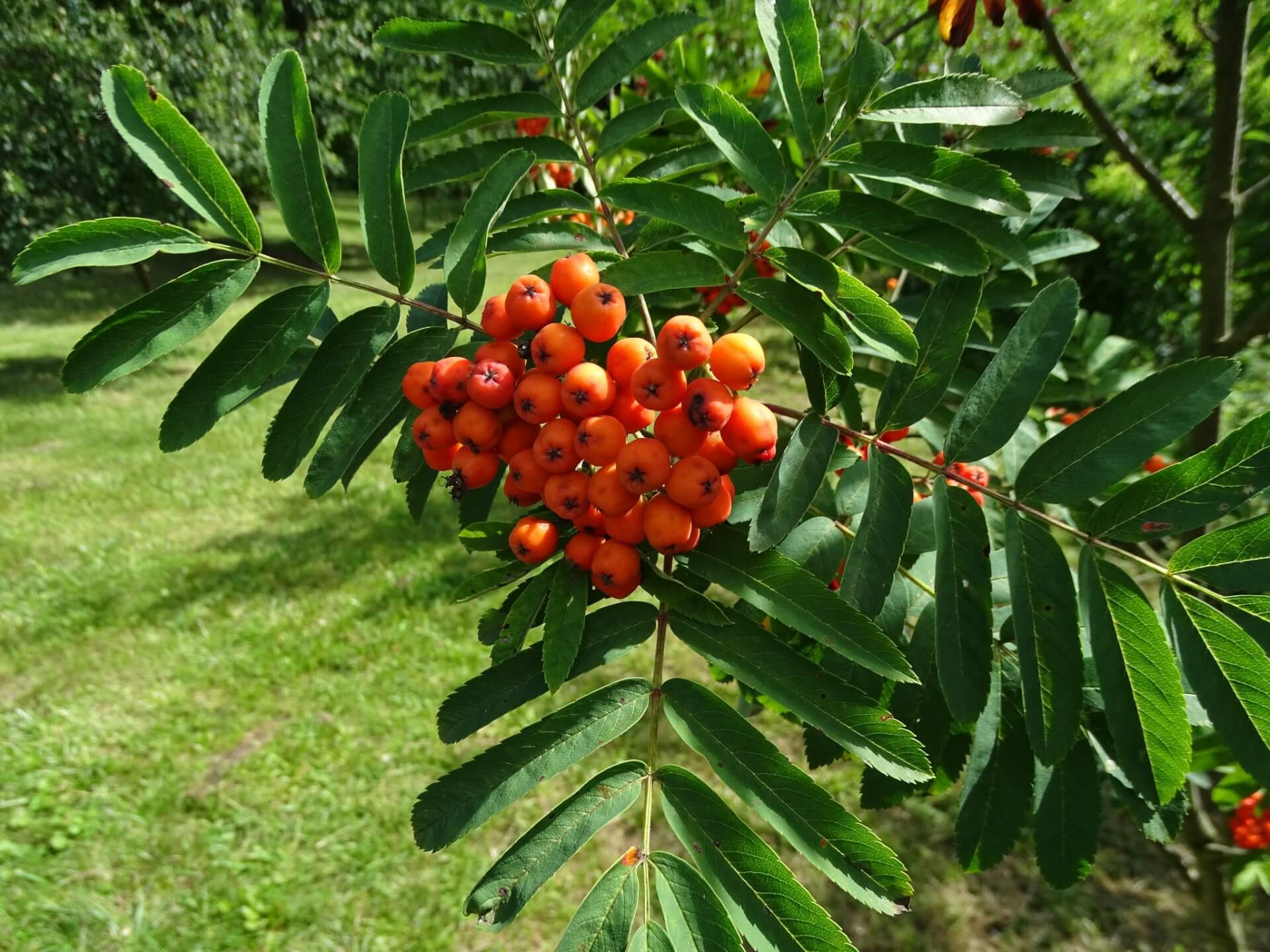 Lato w Śląskim Ogrodzie Botanicznym w Radzionkowie